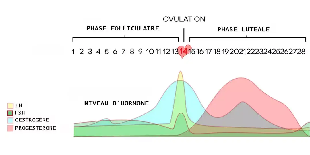 Les Étapes Clés du Cycle Menstruel Cette illustration schématise le cycle menstruel sur une période de 28 jours, divisé en deux grandes phases : la phase folliculaire (jours 1 à 14) et la phase lutéale (jours 15 à 28).