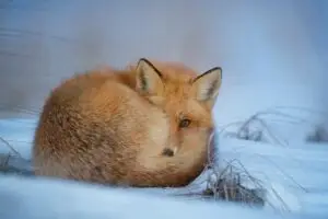 Renard roux roulé en boule sur la neige, l’œil mi-clos, en posture de repos vigilant — image symbolique de la phase lutéale, période d’hibernation intérieure, de ralentissement et d’écoute subtile du corps.