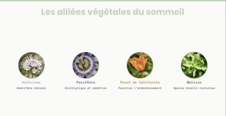 Illustration de quatre plantes aux vertus pour le sommeil : valériane somnifère naturel, passiflore sédative, pavot de Californie favorisant l’endormissement, et mélisse apaisant les réveils nocturnes – solutions naturelles pour mieux dormir.