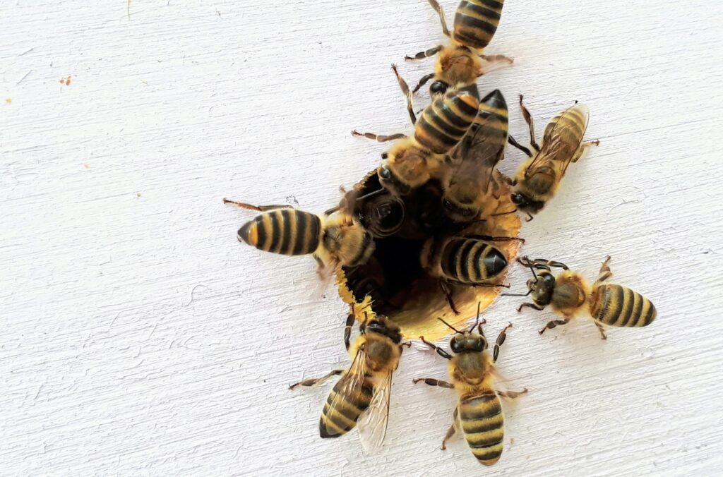 Des abeilles entrant dans une ruche, symbole l’immunité naturelle, de la production de propolis et de gelée royale
